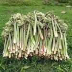 Taze ışgın köklerinden elde edilmiş sağlıklı ışgın sirkesi.